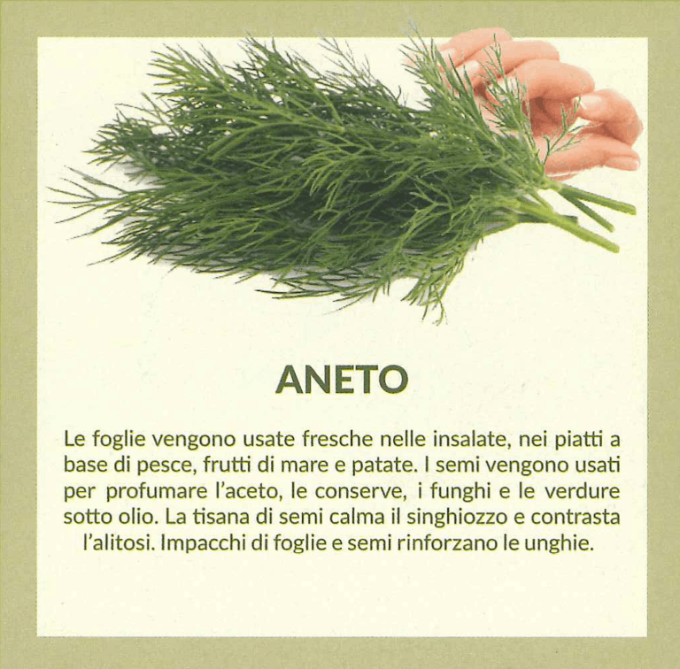 aneto