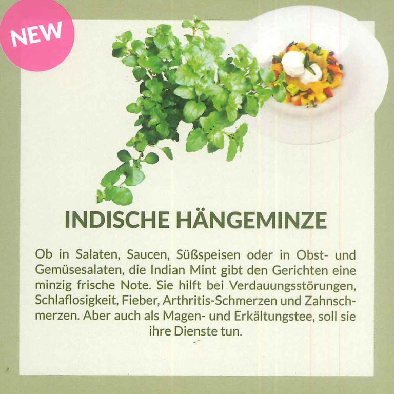 indischehängeminze