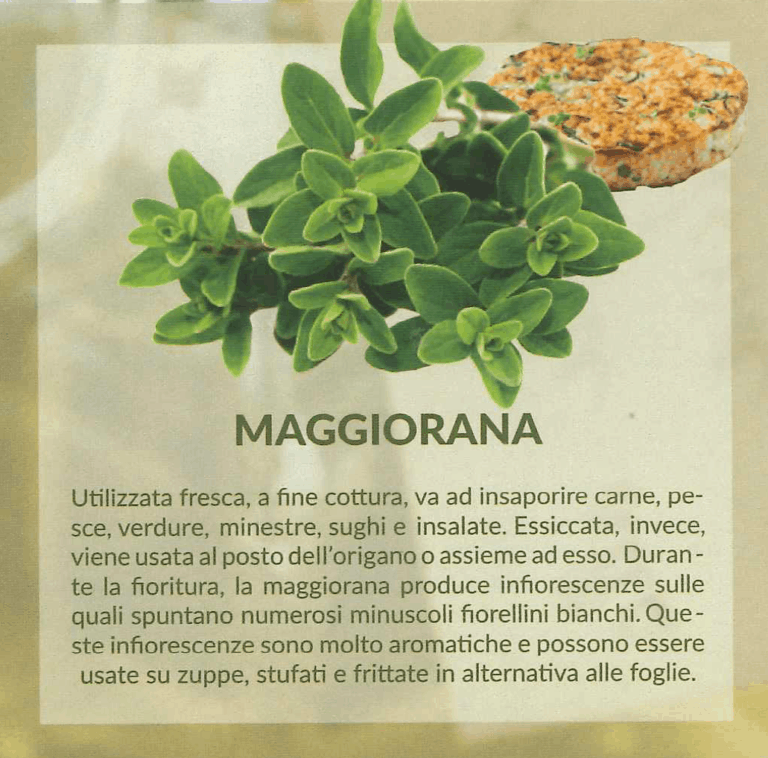 maggiorana