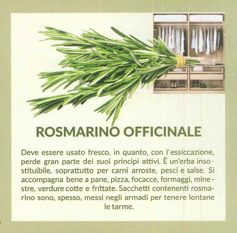 rosmarino