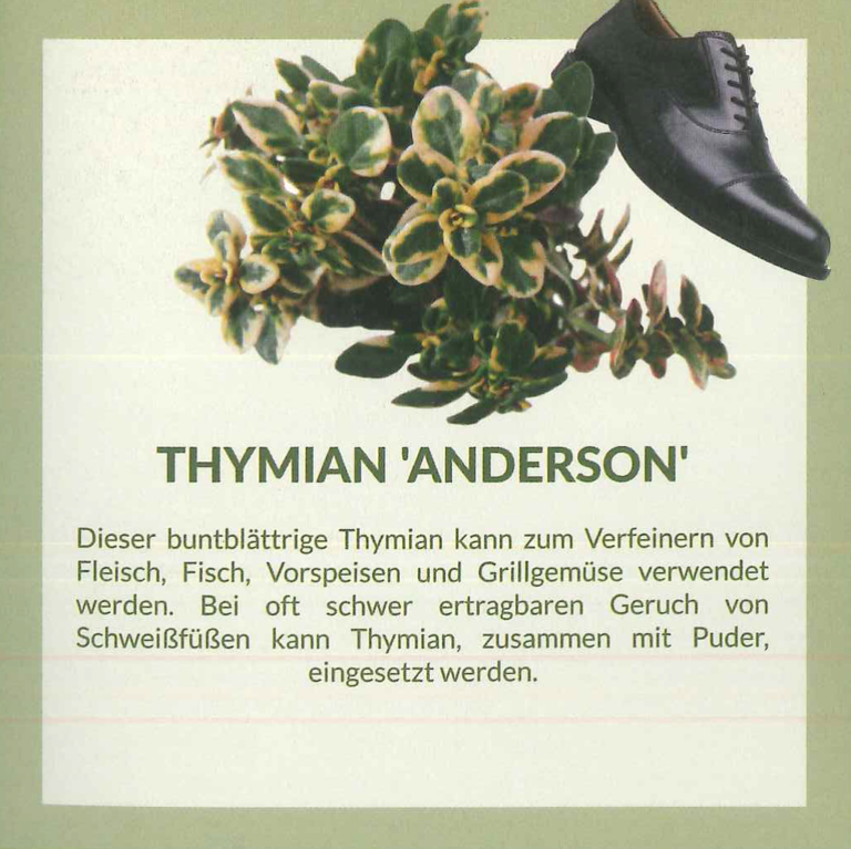 thymian anderson